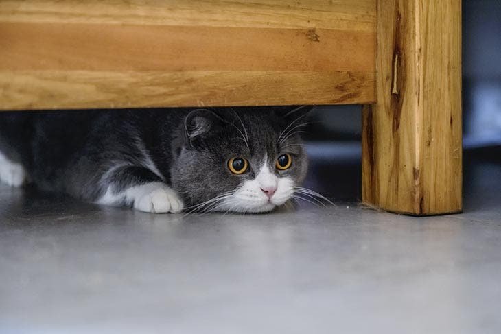A cat is hiding under the sofa