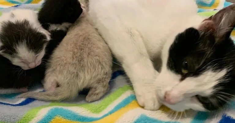 After rescuing a litter of kittens, an association sets out to find their mother