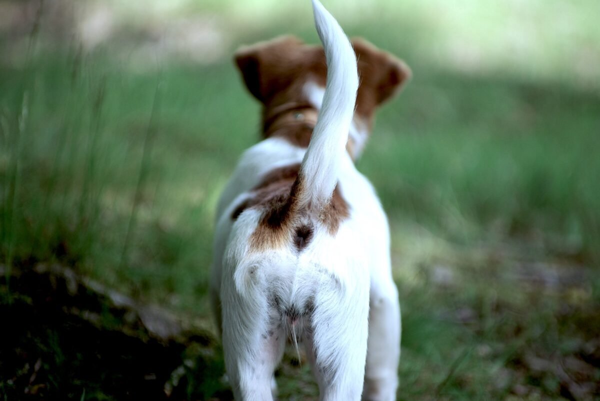 Dog: The position of the tail plays an important role