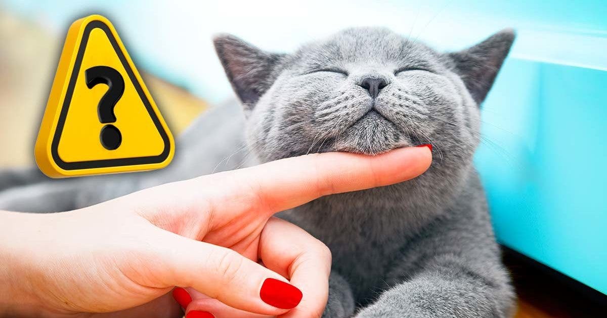  What happens to a person who pet a cat?  surprising things

