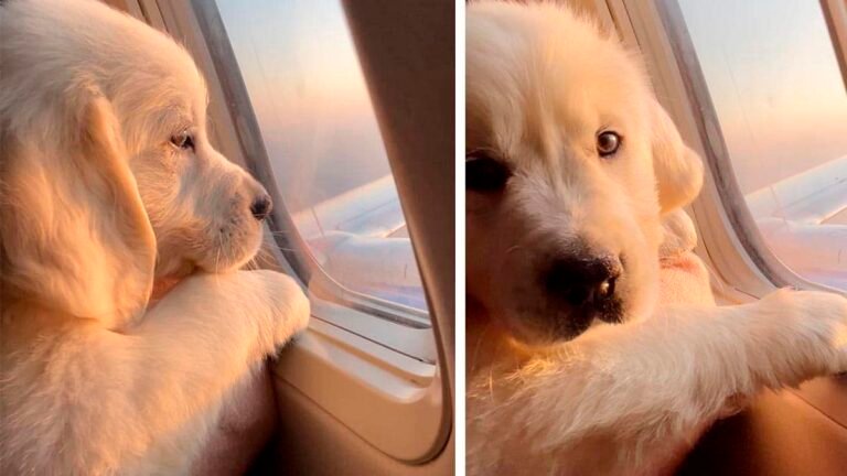 Video of this puppy enjoying his first flight in a window seat will brighten your day