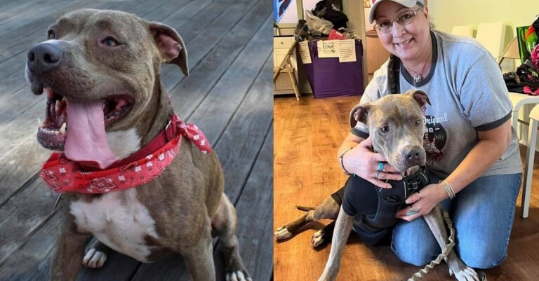 After spending more than 1,200 days at the shelter, dog Cami finally knows happiness