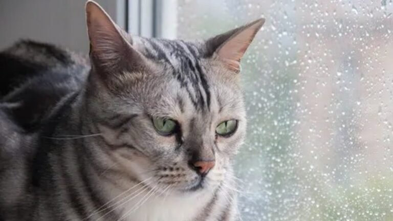 Find out why cats always know when it’s going to rain