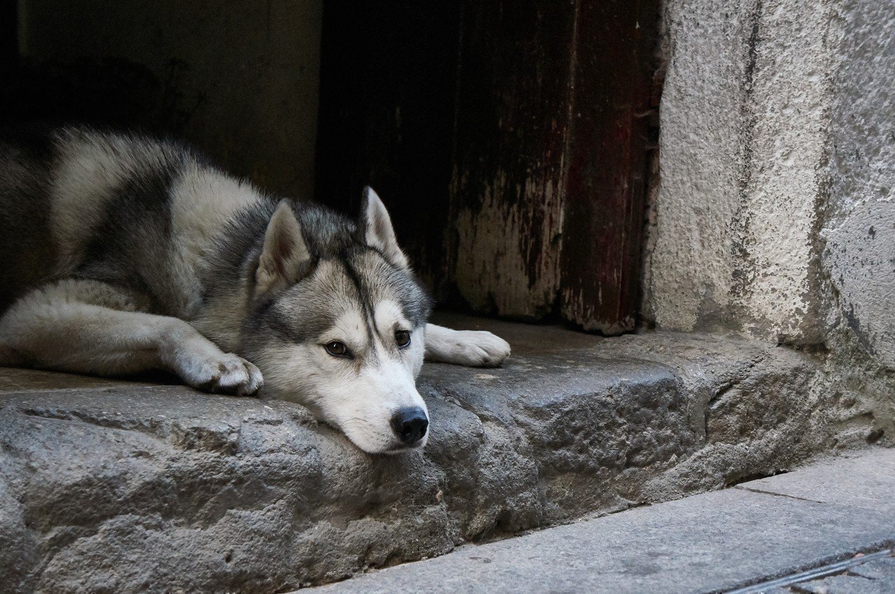 A 59-year-old man was arrested after reaching his husky to the ground and kicking him in the center of Lille (Nord).