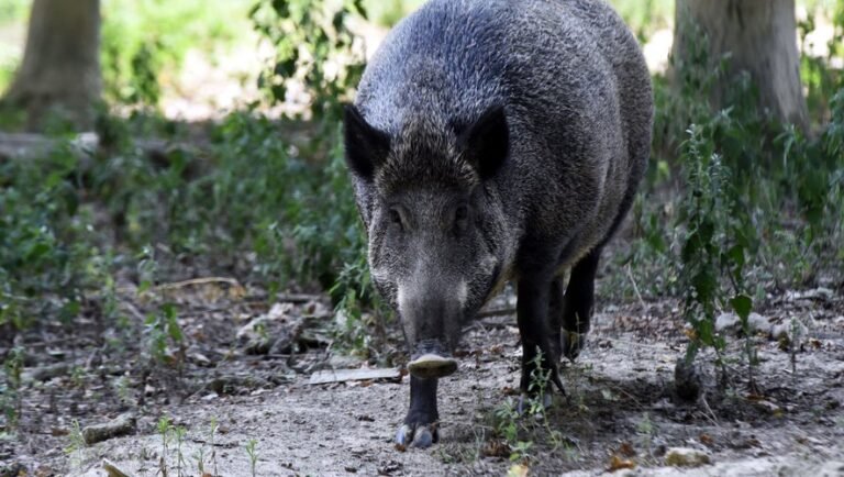 Lot-et-Garonne: chased by dogs, a wild boar suddenly tumbles into his garden, an angry owner
