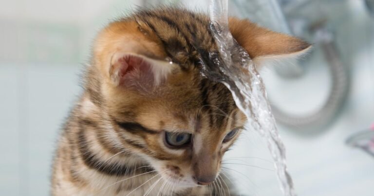 Why do cats not like water?

