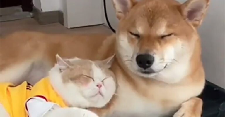 The video montage revealing the extraordinary complicity of this cat and this dog deeply moved the web