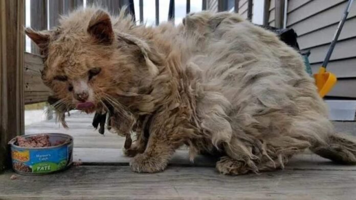 Vidéo: Un chat sale et affamé supplie quelqu'un de l'aider : ses poils l’empêche de marcher