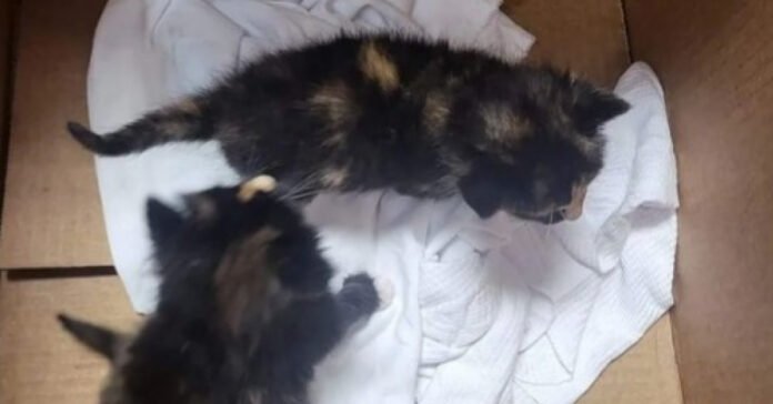 2 kittens were discovered in front of a store, in a box that said 