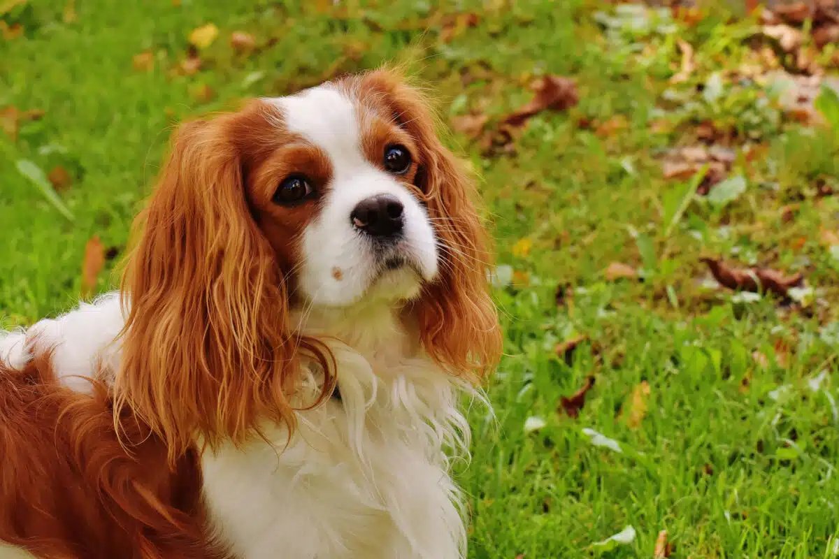 Cavalier King Charles Spaniel: A family friendly dog
