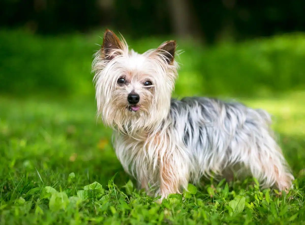 Finally, the Yorkshire terrier... a size comparable to a cat!