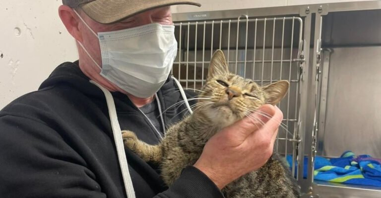 Volunteers rescue cat they believe is a stray, only to discover it has been desperately searched for months