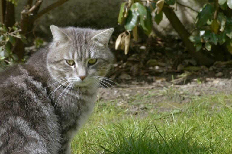 Chantonnay: an eight-year-old kills his daughter’s cat with a pitchfork