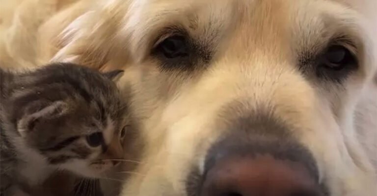 Adorable kitten tries to befriend a dog who seems disinterested at first, but eventually lets go (video)