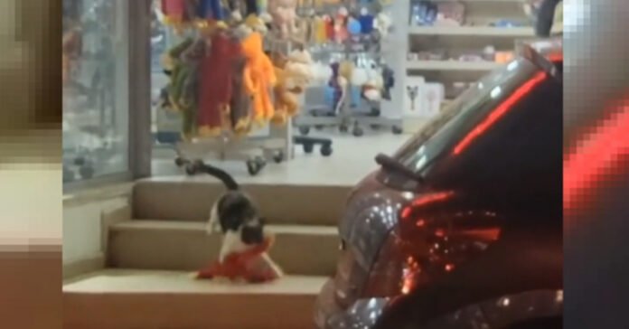 Multi-recidivist kleptomaniac cat breaks into store to steal stuffed animals (video)

