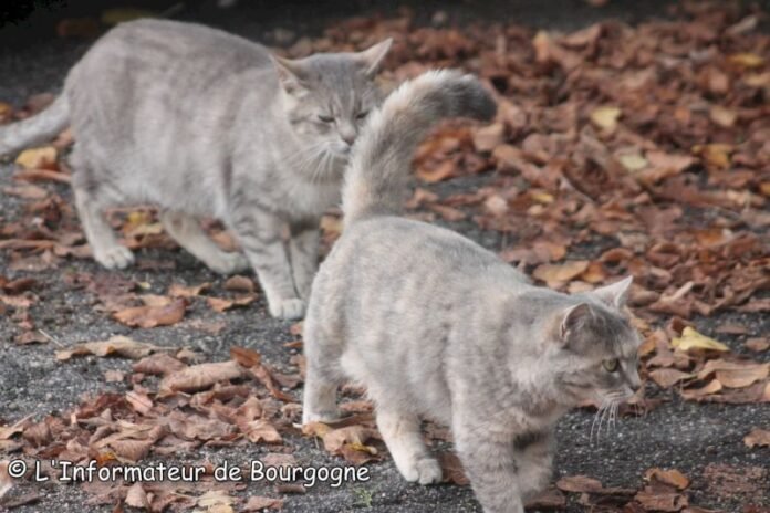 Montceau - A roof and a canteen for homeless cats, operation Paws of Velvet

