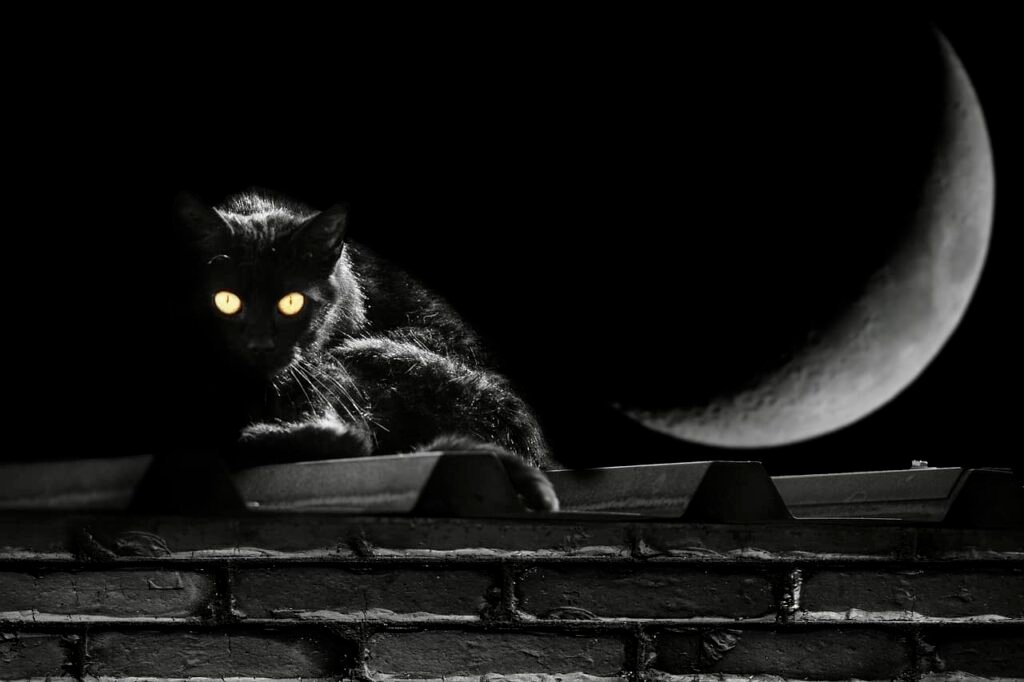 black cat witchcraft