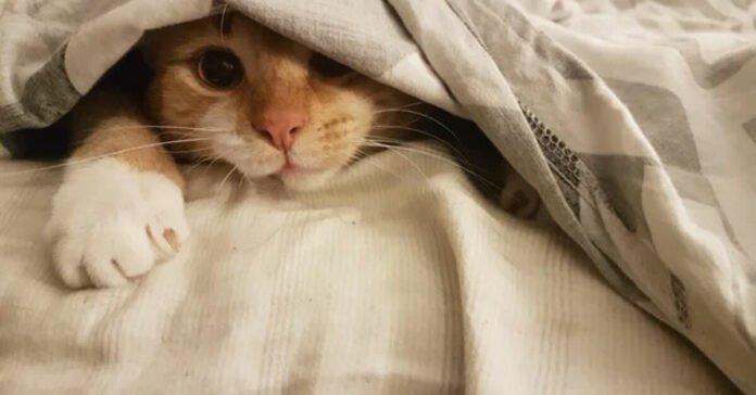 20 pictures of cats who have found a cozy blanket and don't want to leave it right now

