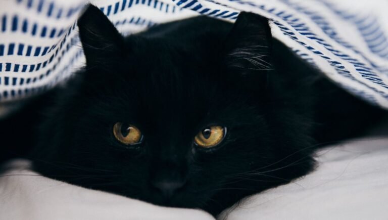 Why do black cats have a bad reputation?