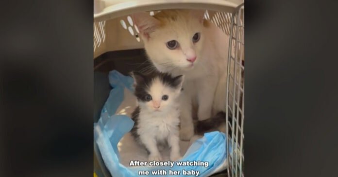 This mother cat overcame her fear of humans to bring her kittens to the safety of a family


