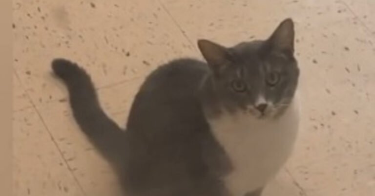 Touching moment cat rescued from Hurricane Ian meets adoptive parents (video)