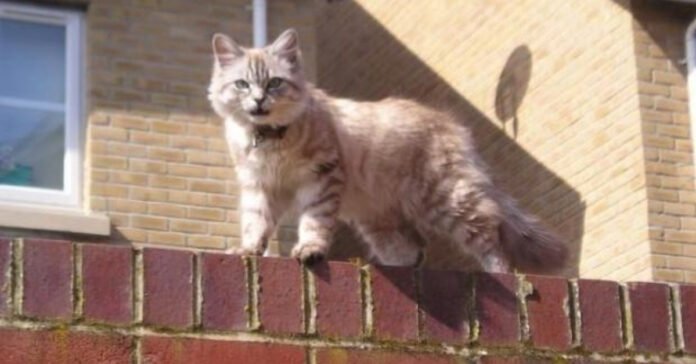 A cat finds its owner after being missing for 10 years!

