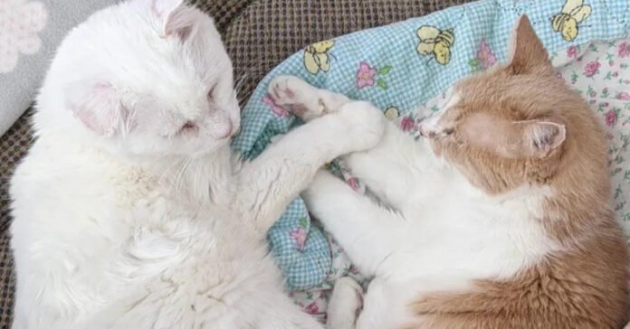 These 2 elderly cats, victims of wandering, form a unique friendship

