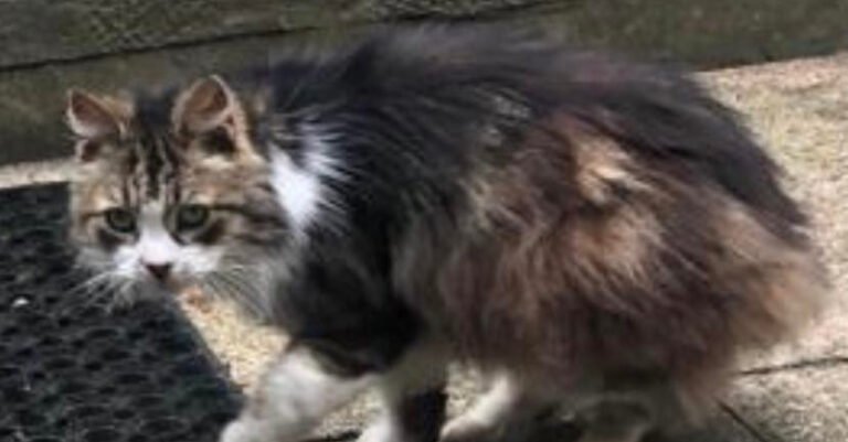 It takes months to win a stray cat’s trust and discovers he was lost 10 years ago