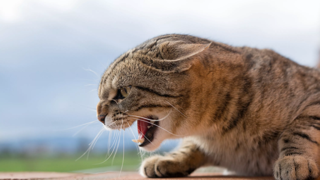 An aggressive cat's behavior