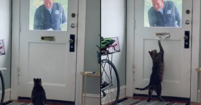 This cat impatiently waits for the postman to arrive at their daily play (video)

