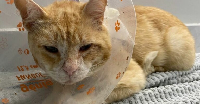 After a week of wandering, an abandoned cat was found with a serious facial injury
