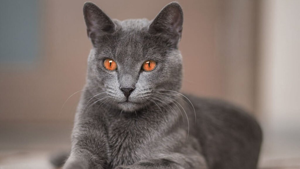 The Russian Blue, a cat breed