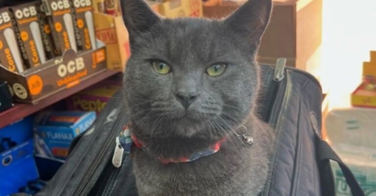 A cat stolen from outside its owner’s shop was returned under media pressure