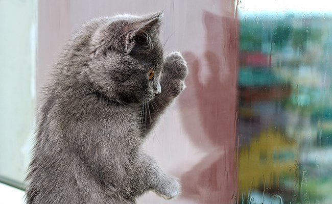 My cat cleans the windows by rubbing with her front paws, why?