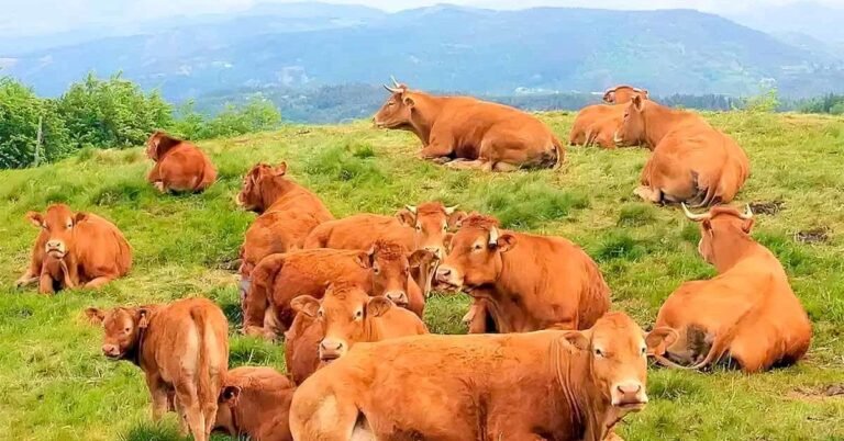 There is a cat hidden among these cows.  Can you spot it?