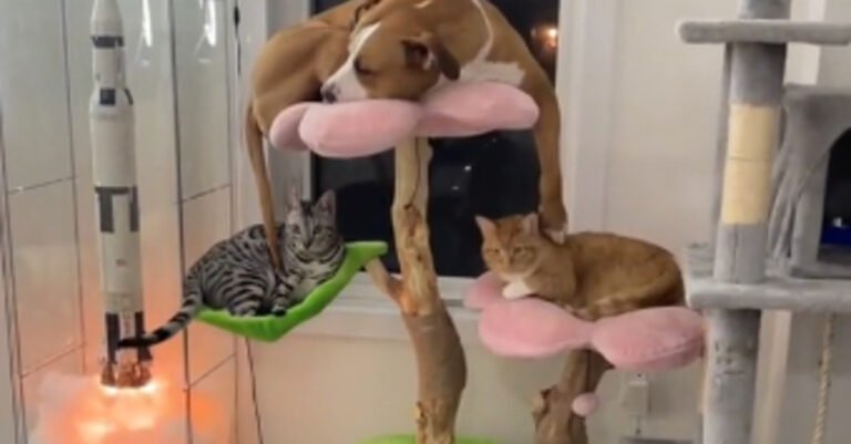 This dog who thinks she’s the “queen of the jungle” has decided to offer herself the best spot on the cat tree (video)