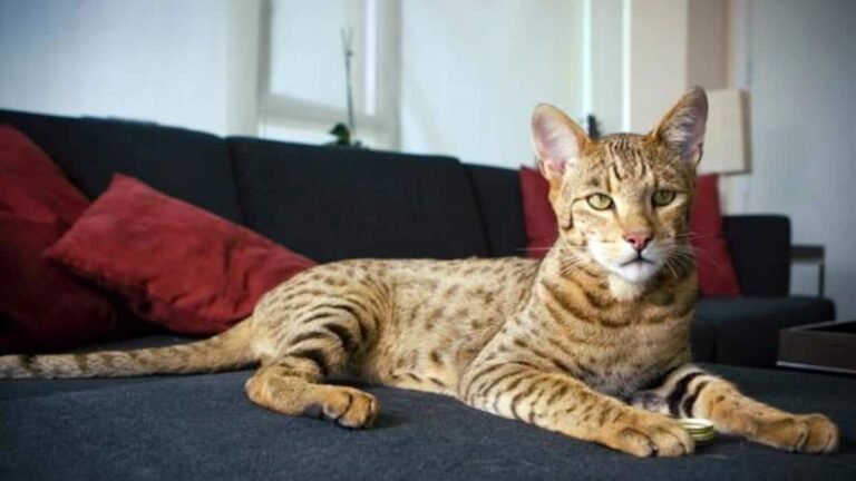 Meet Ashera, the cat breed worth more than a car