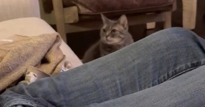 A cat gets annoyed to see his master in his favorite corner and causes a funny scene (video)

