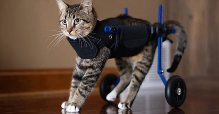 Paralyzed hind legs, a cat is offered a wheelchair and learns to walk again (video)

