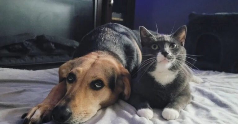 The unconditional love between this dog and this cat moved millions of internet users (video)