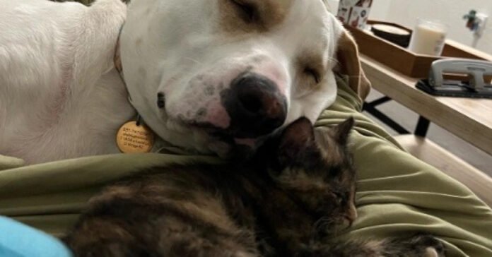 Sole survivor of her litter, cat finds comfort in loving dog (video)

