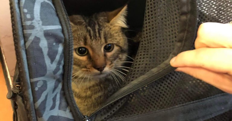 Found alone in a TGV, a cat must face an uncertain future without its master