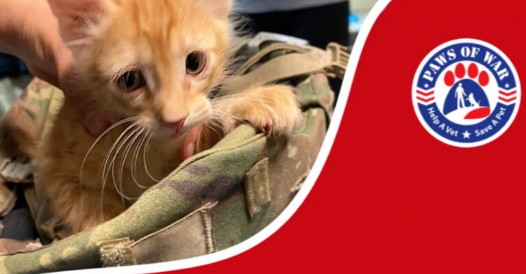 An American soldier rescues two kittens in need and can no longer live without them