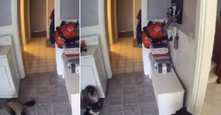 viral video shows this dog finishing off 2 cats fighting