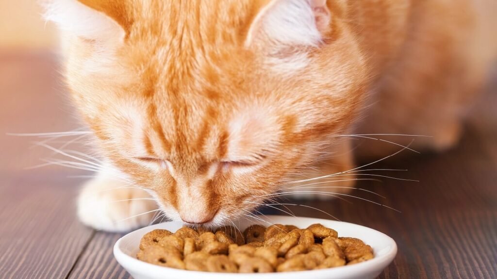 A cat eats its food