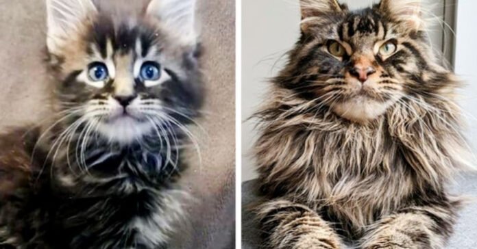 9 before and after pictures of animals that have grown up beautifully

