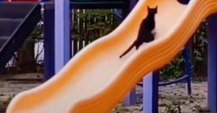 A cat discovers the joys of the sled and can't live without it (video)


