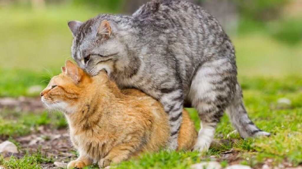 Sexual activity in cats