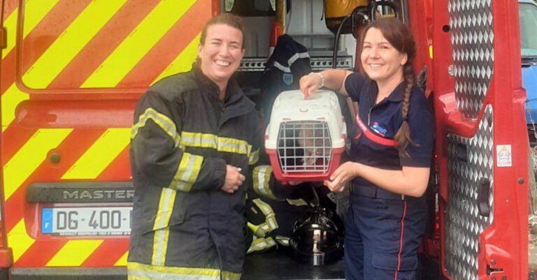 A chain of solidarity is created to put an end to the ordeal of 2 kittens, abandoned in a container

