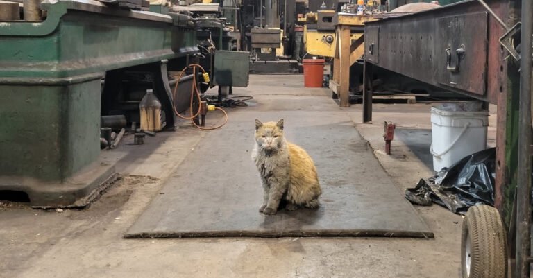For 15 years, this black-colored cat lived in a railway maintenance workshop and did not want to leave it for the world